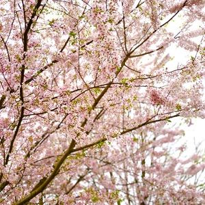 Blossom photography prints